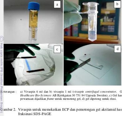 Gambar 2. Vivaspin untuk memekatkan ECP dan pemotongan gel akrilamid hasil