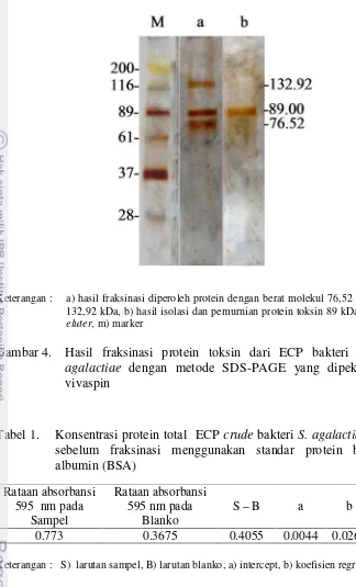 Gambar 4.Hasil fraksinasi protein toksin dari ECP bakteri Streptococcus