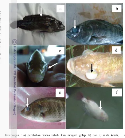 Gambar 5. Perubahan anatomi luar ikan nila (Oreochromis niloticus) setelah