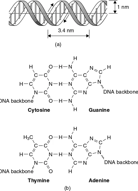 Figure 2.5(a) The structure of the ‘double helix’ at the heart of DNA. The slender ‘rods’ representthe hydrogen bonds that form between the organic bases situated on opposing strands of the helix.(b) Hydrogen bonds (the dotted lines) link adenine with thymine, and guanine with cytosine