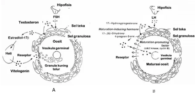 Gambar 2 Pengaturan hormonal pada tahap proses vitelogenesis (A) dan pematangan oosit (B) ikan teleostei (Sumber: Nagahama 1994).Gambar 2 Pengaturan hormonal pada tahap proses vitelogenesis (A) dan pematangan oosit (B) ikan teleostei (Sumber: Nagahama 1994).Gambar 2 Pengaturan hormonal pada tahap proses vitelogenesis (A) dan pematangan oosit (B) ikan teleostei (Sumber: Nagahama 1994).