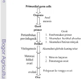 Gambar 3 Tahapan oogenesis (modifikasi dari Perea 2008).Gambar 3 Tahapan oogenesis (modifikasi dari Perea 2008).Gambar 3 Tahapan oogenesis (modifikasi dari Perea 2008).