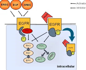 Gambar 6. Mekanisme kerja Antibodi monoklonal anti-EGFR (mAb)