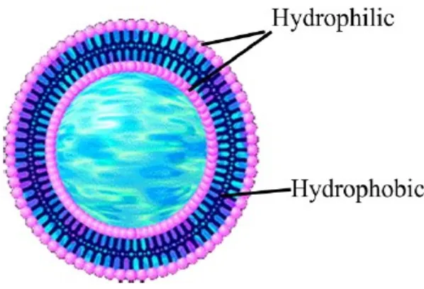 Gambar 7. Struktur Liposom