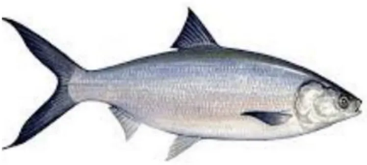 Gambar 2.1. Ikan Bandeng (Mansyah, 2019) 