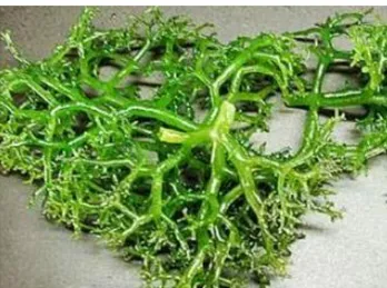 Gambar 2.2. Rumput laut Eucheuma cottoni (Abdullah, 2017)  Saat  ini  pemanfaatan  rumput  laut  (Eucheuma  cottoni)  telah  mengalami  kemajuan yang sangat pesat
