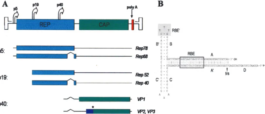 FIG. 1. Map of the wild-type AAV-2 genome. (A) Rep and Cap genes ﬂanked by ITRs. The different Rep and Cap transcripts are produced