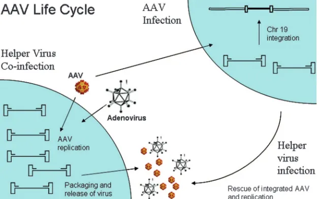 FIG. 2. AAV life cycle. AAV undergoes productive infection in the presence of adenovirus coinfection