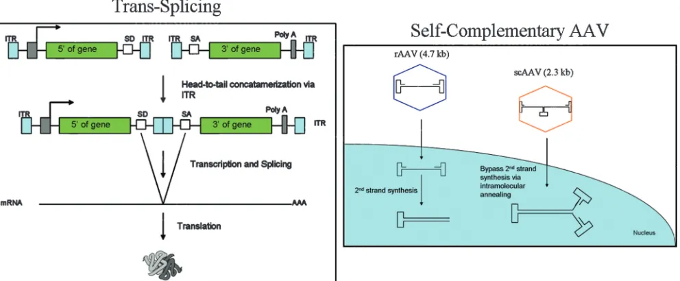 FIG. 3. (Left) trans-Splicing approach. The head-to-tail formation of two different AAV vector results in functional product after splicing.(Right) Comparison of scAAV and rAAV vectors.