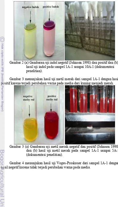 Gambar 3 menunjukan hasil uji metil merah dari sampel 1A-1 dengan hasil 
