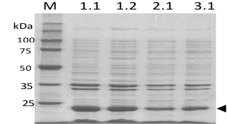 Gambar 1  Hasil analisis badan inklusi Escherichia coli  yang mengandung  rElGH  menggunakan  SDS-PAGE  (ditunjukkan  dengan  tanda  kepala  panah)