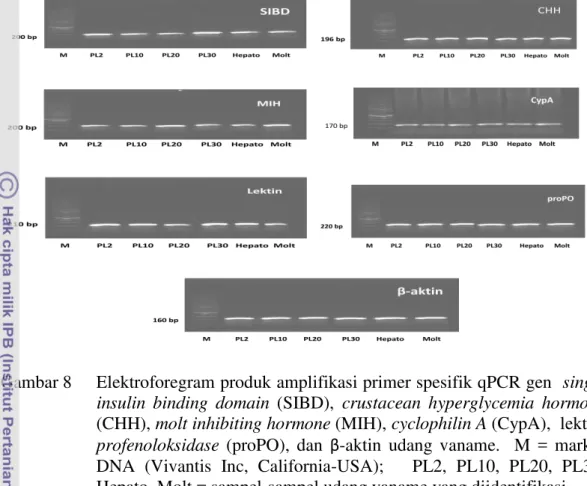 Gambar 8    Elektroforegram produk amplifikasi primer spesifik qPCR gen  single 