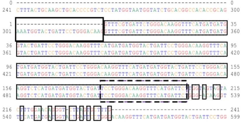 Gambar 9    Penyejajaran sekuen nukleotida mRNA single insulin binding domain  (SIBD) yang diisolasi dari udang vaname dengan sekuen  SIBD (kode  aksesi  EU664996.1 )
