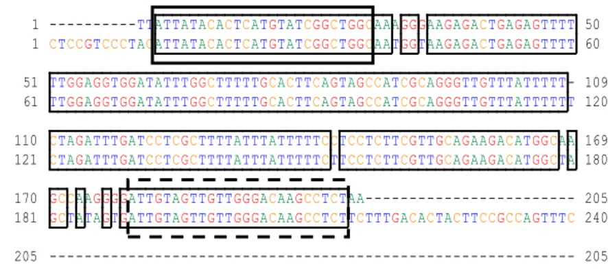 Gambar 12     Penyejajaran  sekuen  nukleotida  mRNA  cyclophilin  A  (CypA)  yang  diisolasi  dari  udang  vaname  dengan  sekuen  CypA  referensi  dari  BankGen  (kode  aksesi  EU164775.1) 