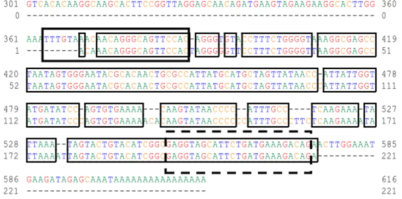 Gambar 14   Penyejajaran  sekuen  nukleotida  mRNA    profenoloksidase  (proPO)  yang  diisolasi  dari  udang  vaname  dengan  sekuen    proPO  referensi  dari  BankGen  (kode  aksesi  AY723296.1 )
