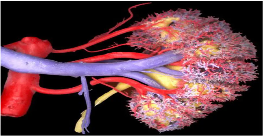Gambar 6. CT Scan yang Memperlihatkan Arteri Renalis Precaval Sebelah Kanan (a,b). 8 