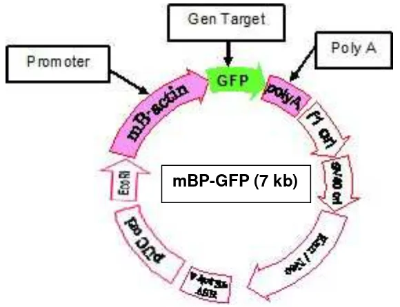Gambar 1.  Peta konstruksi gen mBP-GFP (Takagi et al. 1994) 
