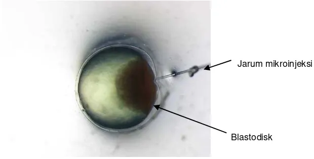 Gambar 3. Injeksi pada blastodisk embrio ikan lele fase satu sel 