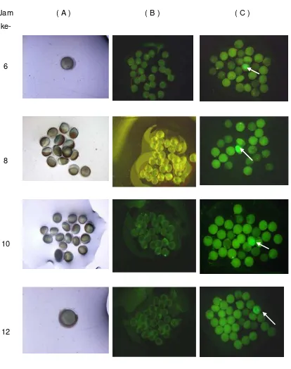 Gambar 4. Ekspresi gen GFP pada embrio ikan lele (Clarias sp) yang diinjeksi  dengan 