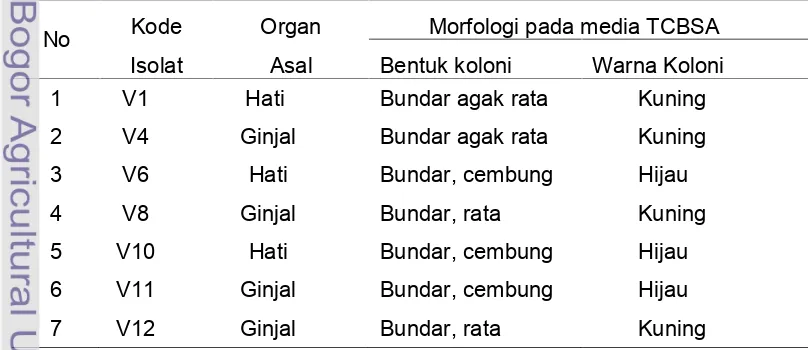 Tabel 1 Karakteristik isolat Vibrio berdasarkan morfologi dan warna koloni