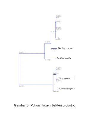 Gambar 8 Pohon filogeni bakteri probotik.