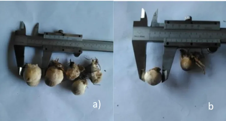 Gambar 3. Diameter badan buah jamur kardus. a).  Diameter badan buah paling besar pada  perlakuan P2 yaitu dengan rata-rata sebesar 2,15 cm, b)