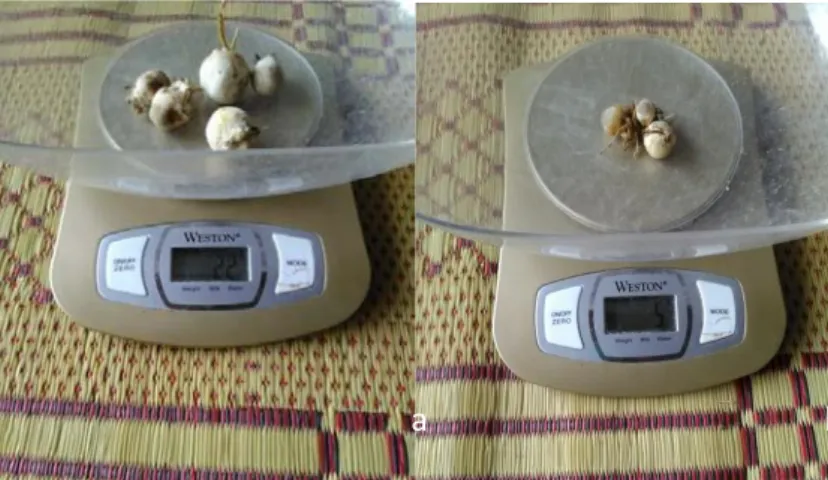 Gambar 4. Berat segar jamur kardus. a).  Berat segar badan buah paling besar pada  perlakuan P2 yaitu dengan rata-rata sebesar 6,25 g, b)