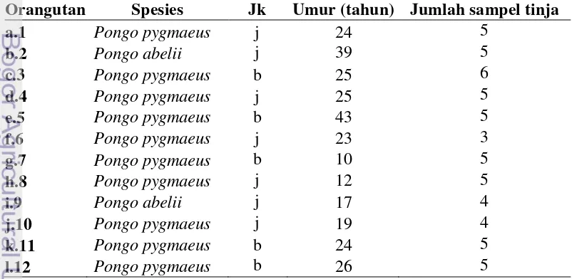Tabel 1 Data orangutan dan jumlah sampel tinja terkoleksi 