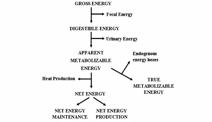Gambar 2 Aliran energi dari pakan yang dimakan oleh ayam broiler (McKinney 2005). 
