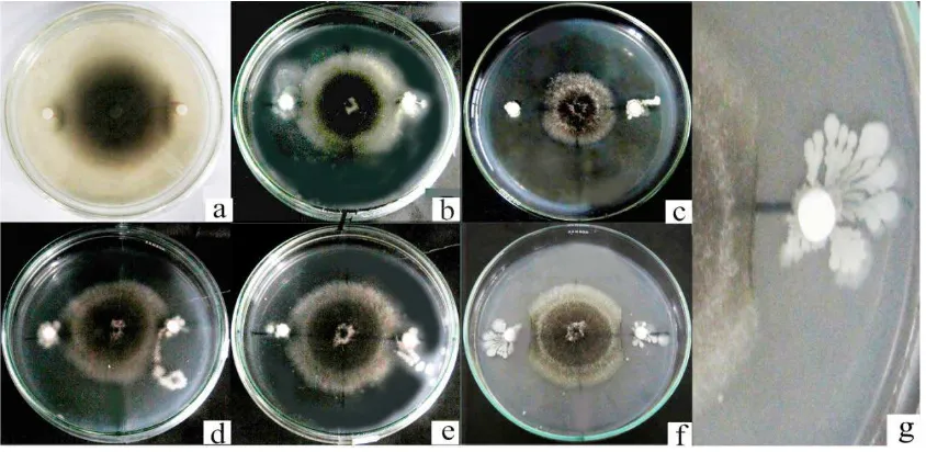 Gambar 4.2.1 Hasil uji antagonisin vitro antara Curvularia sp. dengan isolat bakteri kitinolitik (a)Enterobacter sp