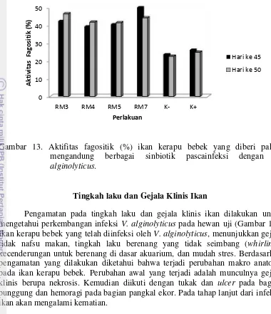 Gambar 13. Aktifitas fagositik (%) ikan kerapu bebek yang diberi pakan