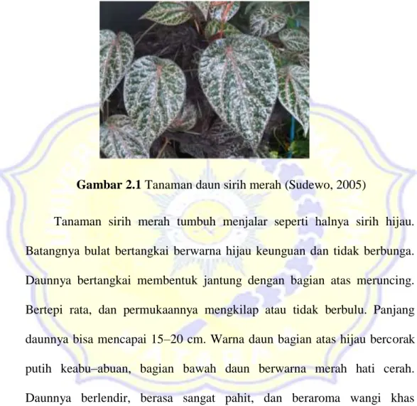 Gambar 2.1 Tanaman daun sirih merah (Sudewo, 2005) 