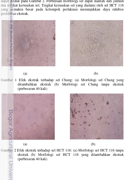 Gambar 1 Efek ekstrak terhadap sel Chang: (a) Morfologi sel Chang yang 