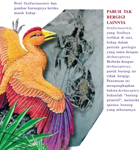 gambar burungnya ketika