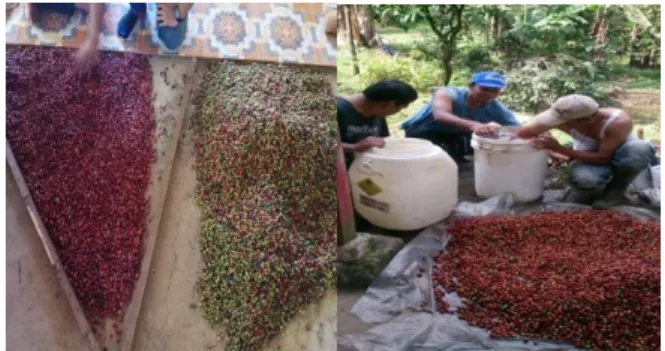 Gambar  5.  Produk  kelompok  petani  kopi  Maju  Sejahtera  yang  sudah  dikemas. 