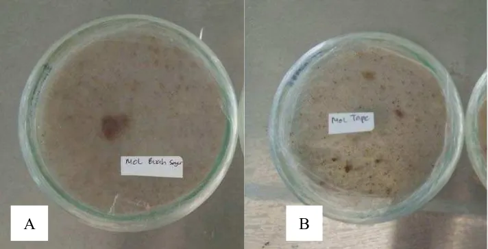 Gambar 3.Isolasi Fungi dari Mikroorganisme Lokal (MOL) dengan bahan campuran buah sayur (A), bahan campuran tape, tempe, dan yoghurt (B)