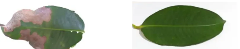 Gambar 3. Citra daun manggis yang terkena penyakit (kiri), citra yang ditransformasi ke grayscale (tengah), dan citra yang  ditransformasi ke HSV (kanan) 