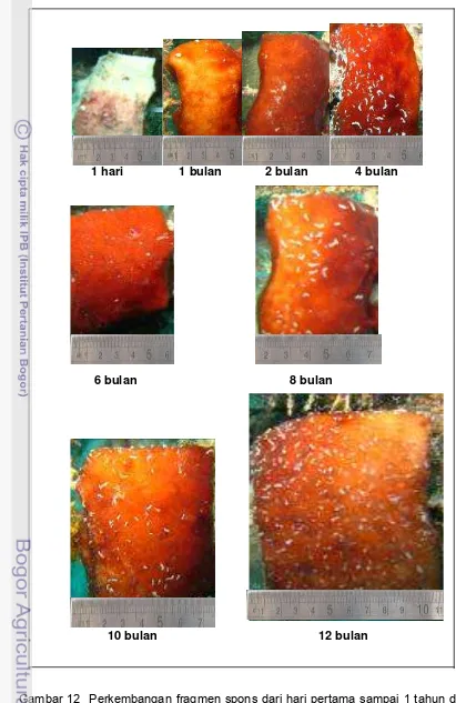 Gambar 12  Perkembangan fragmen spons dari hari pertama sampai 1 tahun di 
