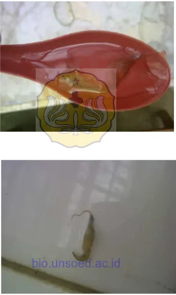 Gambar 1. Proses ganti kulit pada lobster air tawar (Cherax quadricarinatus)saat penelitian
