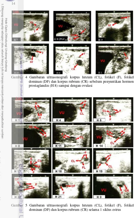 Gambar 4 Gambaran ultrasonografi korpus luteum (CL), folikel (F), folikel 
