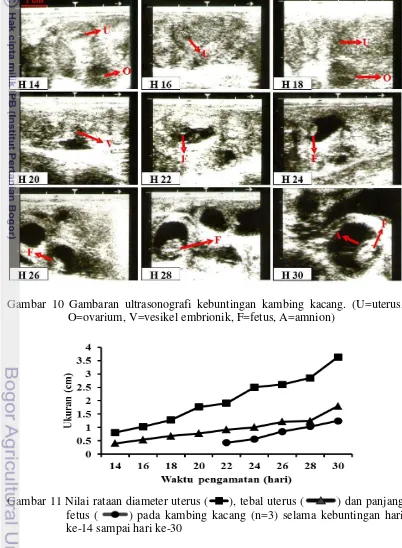 Gambar 10 Gambaran ultrasonografi kebuntingan kambing kacang. (U=uterus, 