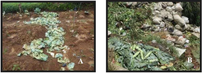 Gambar 1 Sisa tanaman cruciferae yang tidak dimanfaatkan; A di lahan pertanaman, B di tempat pembuangan sampah