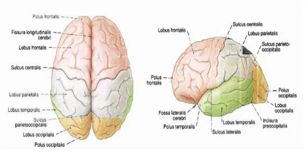 Gambar 2.1 Lobus dari cerebrum, dilihat dari atas dan smping. (Sumber : White, 2008) 