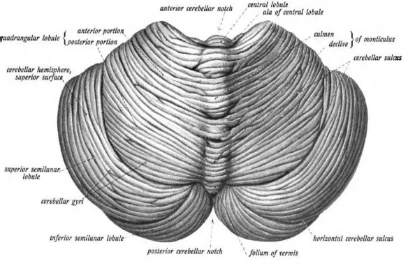 Gambar 2.2 Cerebellum, dilihat dari belakang atas. (Sumber : Raine, 2009) 