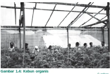 Gambar 1.4: Kebun organis