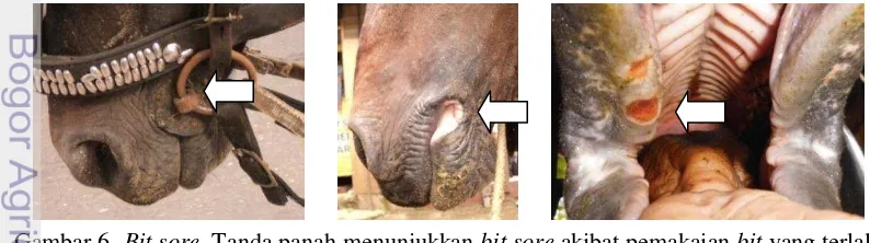 Gambar 5 Kejadian mouth laceration dan cupped out. Mouth laceration pada mukosa pipi 