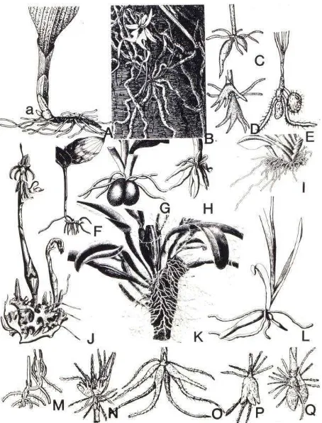 Gambar 2. Berbagai kenampakan akar, umbi dan rizoma anggrek.                    (A) Rhizoma dan akar serabut dari Cyprepedium