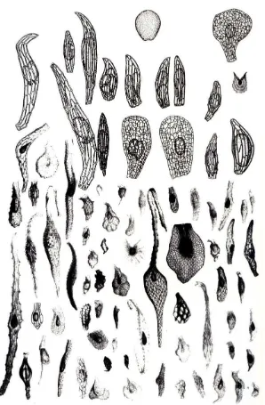 Gambar 6. Macam-macam bentuk biji anggrek (Arditti,1992:302). 