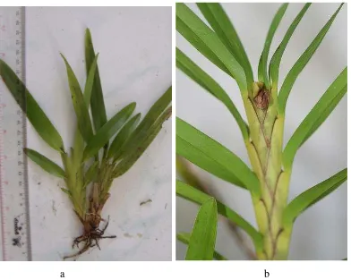Gambar 9. Agrostophyllum sp1  foto pengamatan (a) dan foto                     http://images.google.co.id (b) 