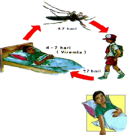 Gambar 7. Mekanisme Penularan Penyakit DBD 